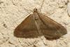 Scotopteryx chenopodiata